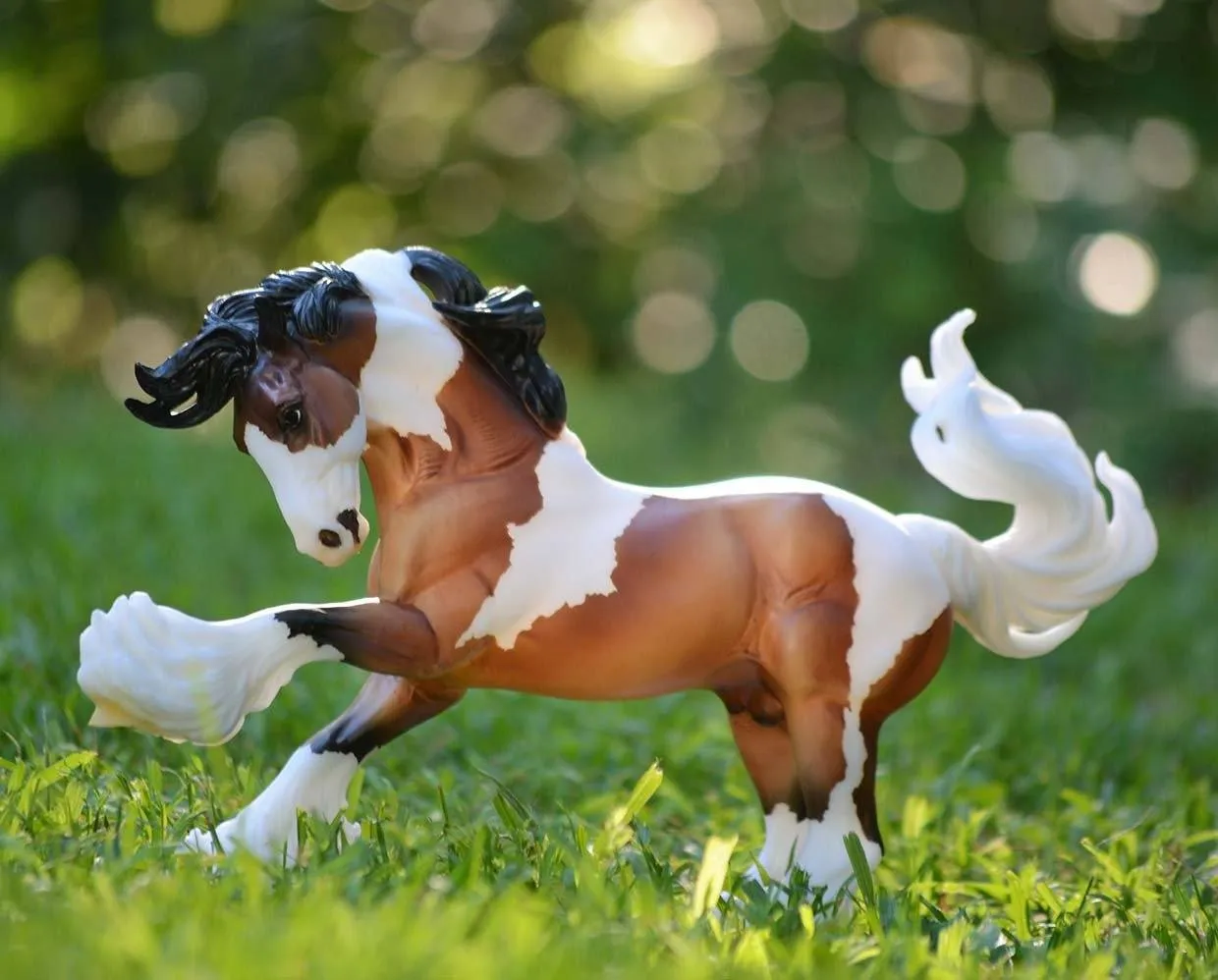 Gypsy Vanner